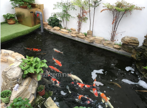 不出錢包下20畝大魚塘，高效養殖賺取大利潤實用指南