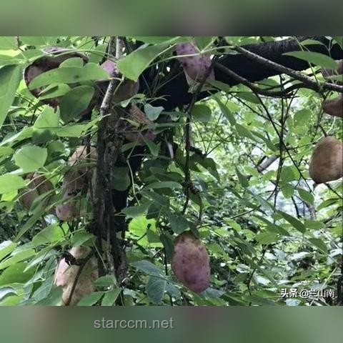 大粉耗子圓潤養成記 & 大刀機甲破紀錄攻略