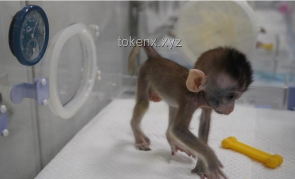 “國字臉猴”大壯突發疾病離世：野生動物保護與管理的深刻反思