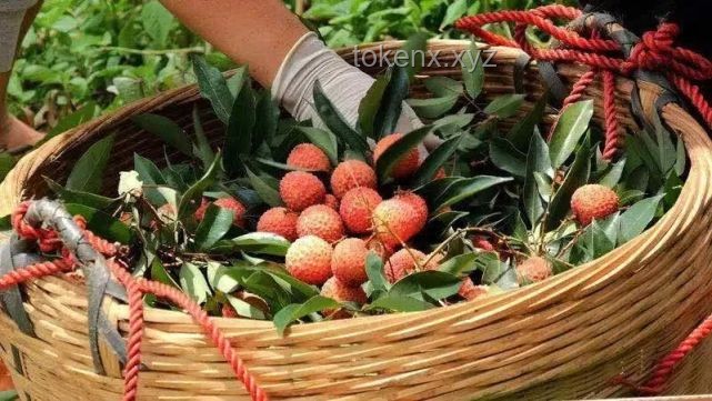 這一口荔枝等了一年：荔枝產業的季節性挑戰與可持續發展策略