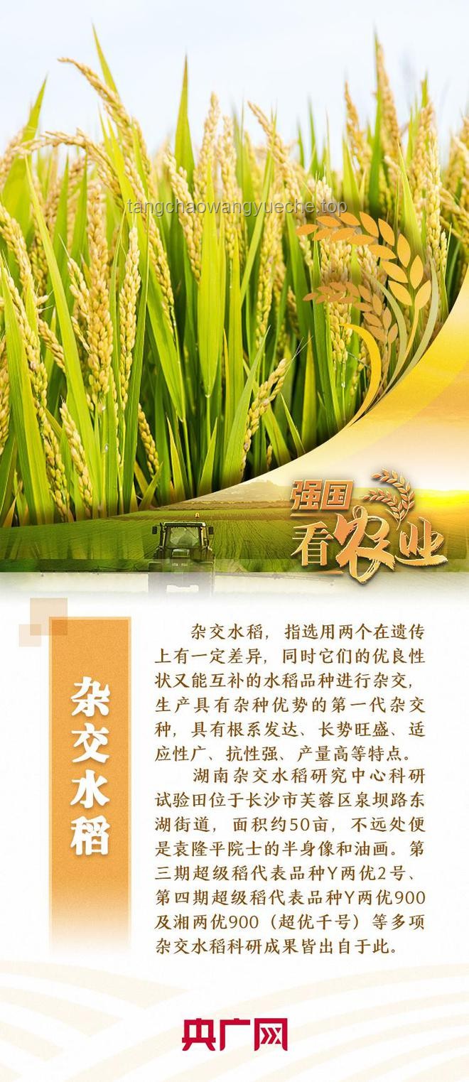 禾下乘涼夢，一生逐稻香 —— 緬懷致敬袁隆平爺爺的真實感悟