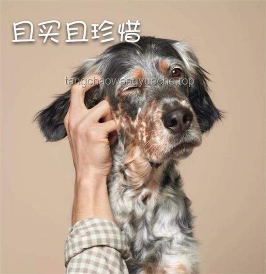 ????「真狗」品牌逆襲記：用創意點亮寵物市場???