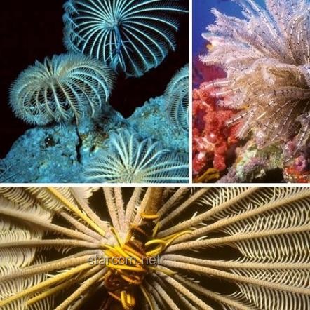 海百合：一朵自由的奇葩，未來海洋生態與生物科技的新星?