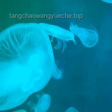 趕海體驗(yàn)對(duì)比：現(xiàn)抓現(xiàn)吃VS偶遇可愛小水母