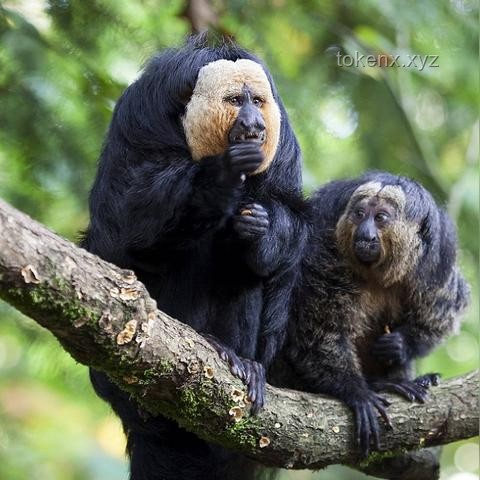“老貓猴子進村！”——鄉村治理中的動物闖入事件應對策略研究