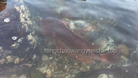 趕海現(xiàn)抓現(xiàn)吃時遇到可愛小水母的處理方案