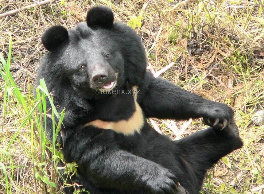 遇到野生動物攻擊時的自救指南：以大連女子遭野生母鹿撲打為例