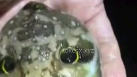網絡熱傳生物鑒定54：揭秘生物界的奇妙與誤解