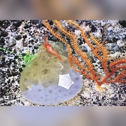 海百合：一朵自由的奇葩，深海生態(tài)的奇妙探索