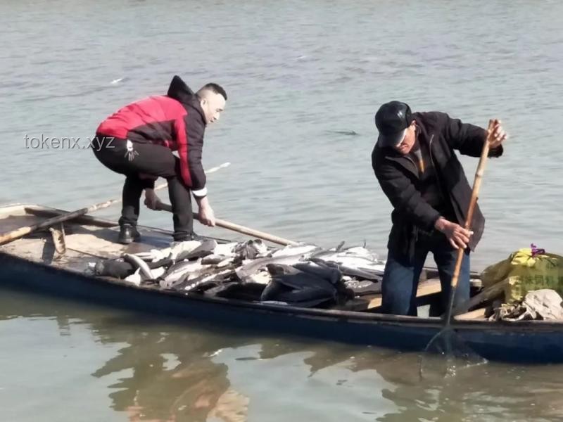 **追巨型鯰魚遇險與救援放棄的對比分析：探險精神與風險防控的平衡**