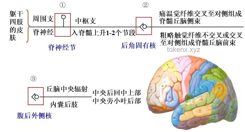 “感覺人中癢癢的”：神經感覺異常的深度剖析與趨勢分析