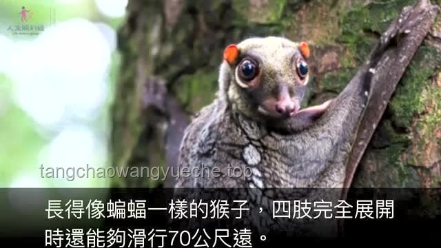 如何應對“老貓猴子進村”帶來的系列問題？