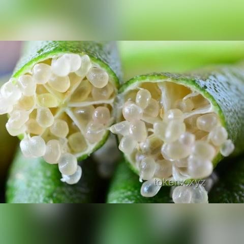 **探訪全球最貴超市：一顆草莓20美金，奢侈品般的購物體驗？！**