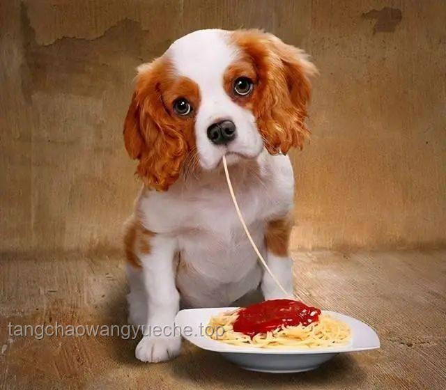 **“網(wǎng)紅寵物零食”大摸底！狗都不吃？那我吃！**