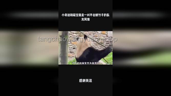 一個(gè)班臥龍鳳雛齊飛的奇跡：解鎖班級(jí)創(chuàng)新潛能新篇章