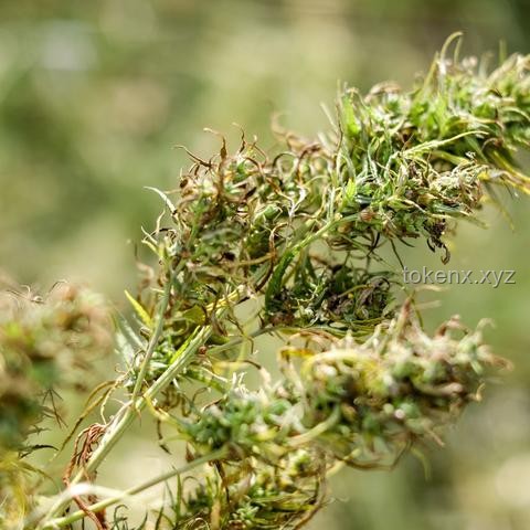 德國環保黨挑戰下的工業4.0未來：炸電廠、征肉稅、鼓勵大麻的潛在影響
