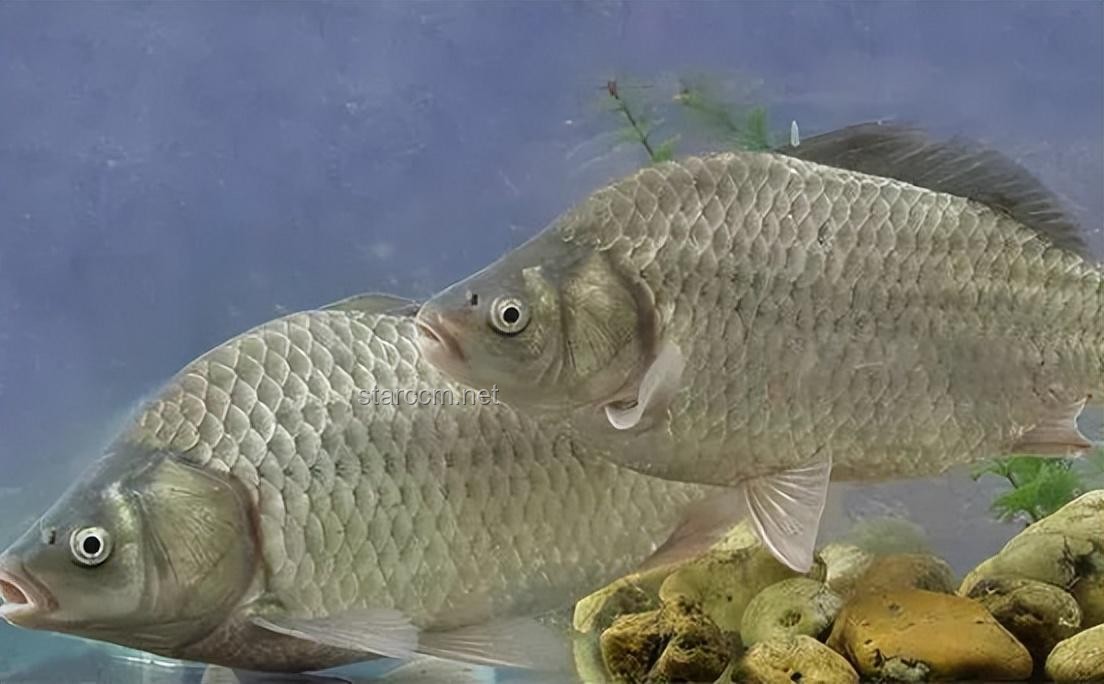 山上挖池，百年魚現(xiàn)？生態(tài)、挑戰(zhàn)與未來展望