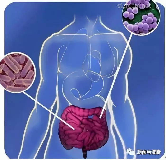 腸道失衡：便秘的隱形“幕后黑手”，如何重拾腸道健康？