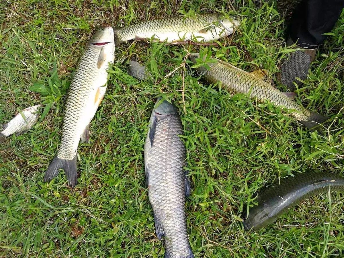 **和小飛哥共赴巨物釣場，300條大青魚的財(cái)富之旅??**