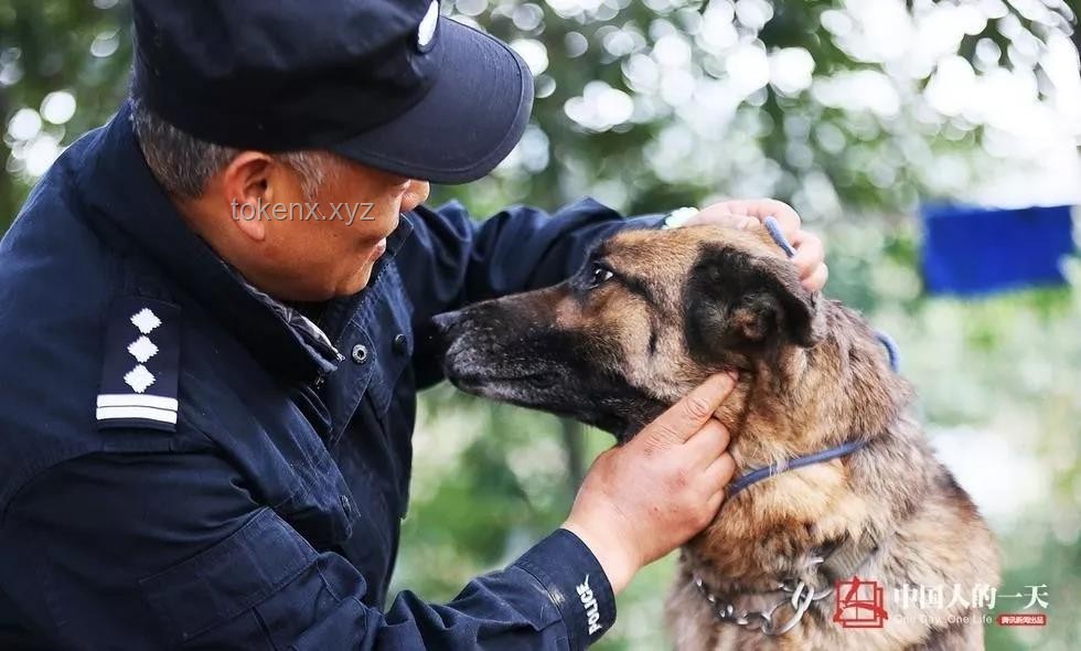 警犬拒絕帶實習生：訓練困境與解決方案研究
