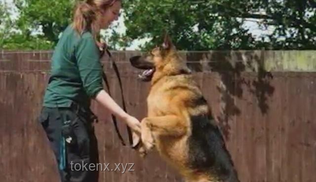警犬拒絕帶實習生：訓練困境與解決方案研究