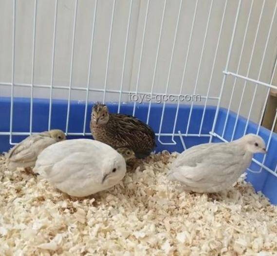 網上購蘆丁雞作寵物：意外與挑戰下的DIY解決方案