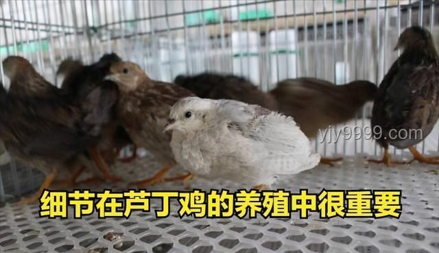 蘆丁雞作為寵物的深度解析：從網購到DIY飼養的全面探索
