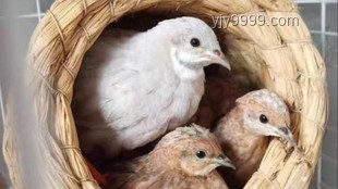 蘆丁雞作為寵物的深度解析：從網購到DIY飼養的全面探索