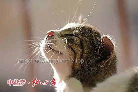 **貓貓的心愿：揭秘喵星人的內心小世界**