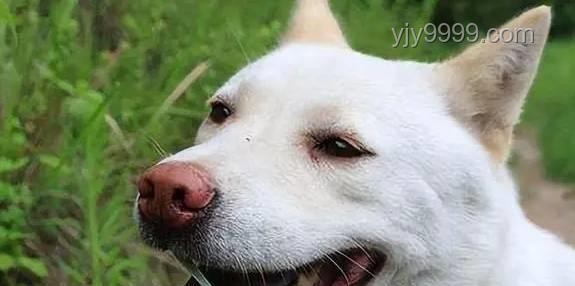 中國下司犬外網爆火：全面掌握“中國狗王”的養護秘籍