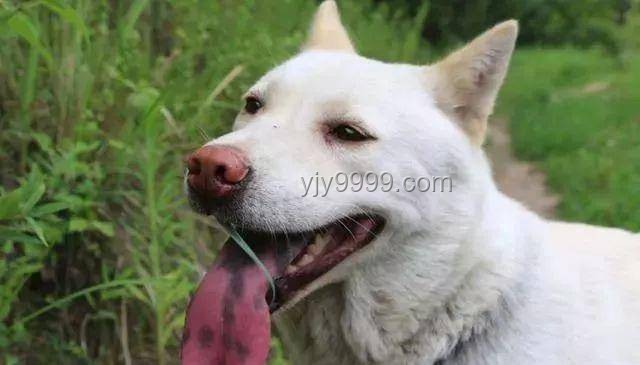 中國下司犬外網爆火：全面掌握“中國狗王”的養護秘籍