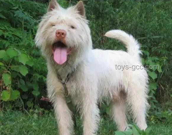 中國下司犬爆紅海外：中國狗王引領行業新風尚