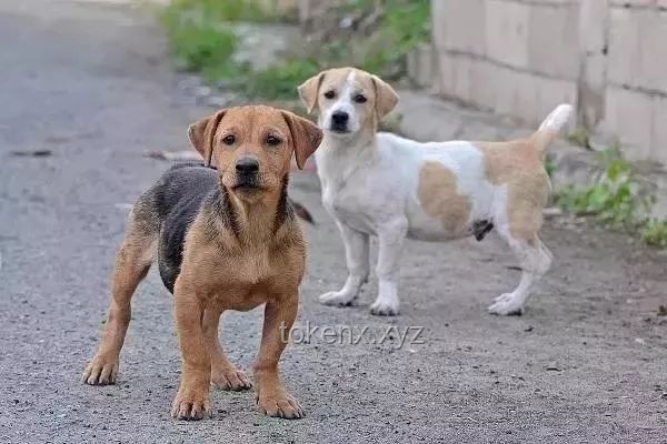 農村狗狗因霸氣走紅：狗主人回應與網絡現象背后的故事