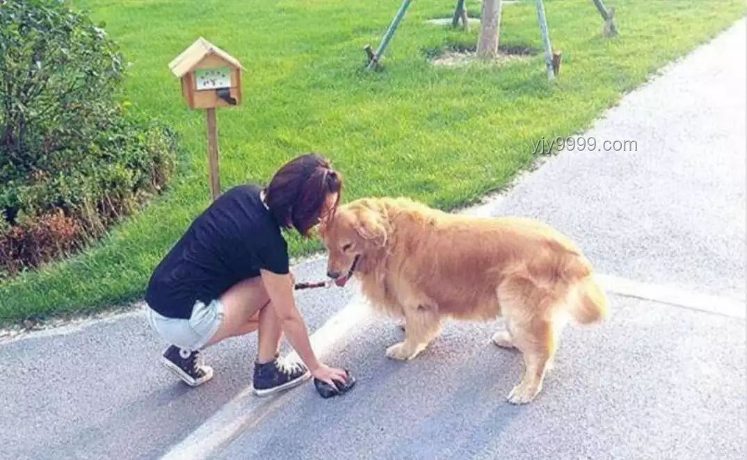 農村狗狗因霸氣走紅，狗主人如何妥善應對與管理