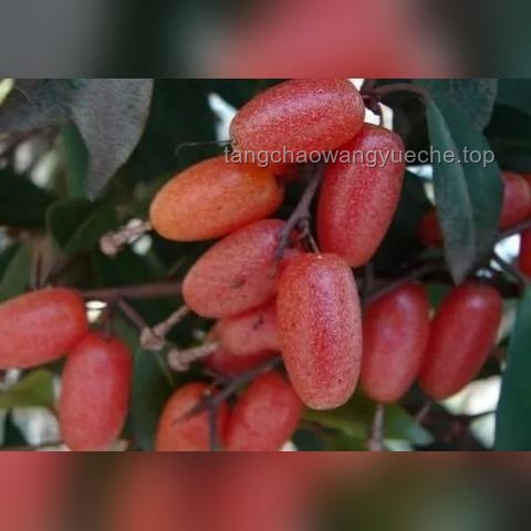 痔瘡生長極限與手術治療深度解析