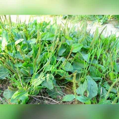 痔瘡生長極限與手術治療深度解析