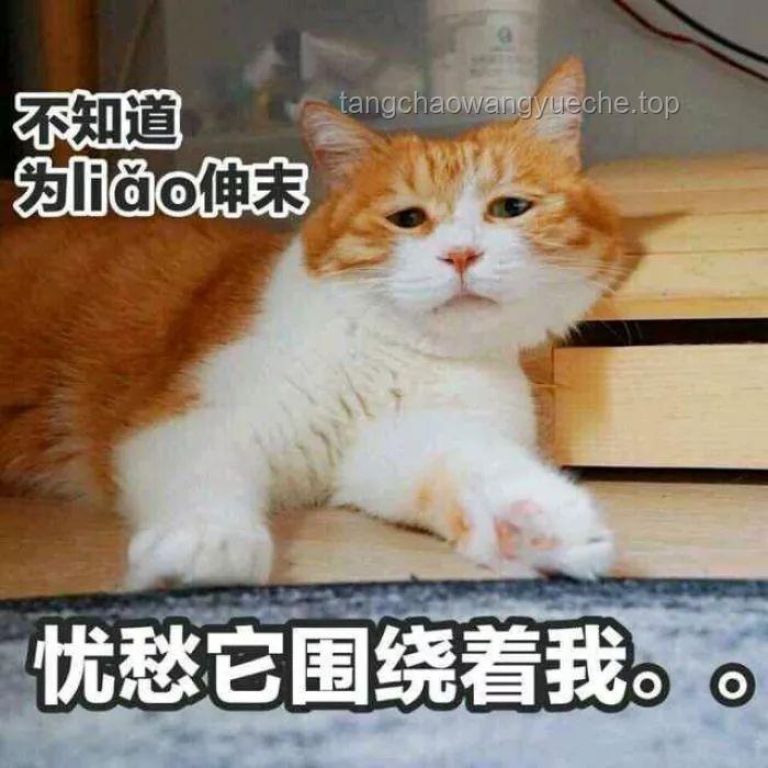 讓我看看誰還沒有史迪咪：史迪咪與其他熱門玩偶對比分析