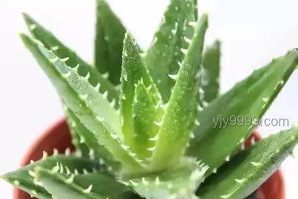 斷眉與貓薄荷：個(gè)人魅力與植物效應(yīng)的奇妙邂逅對比分析