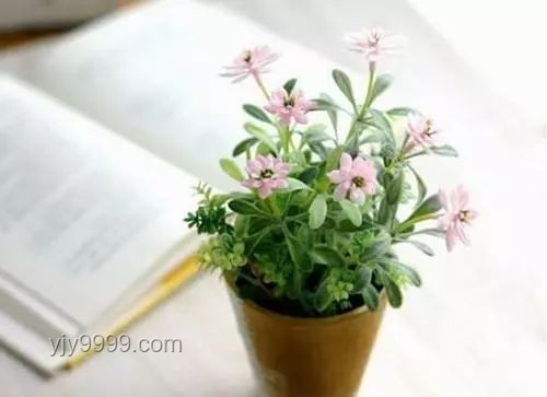 斷眉與貓薄荷：個(gè)人魅力與植物效應(yīng)的奇妙邂逅對比分析