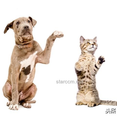 小伙亞硝酸鹽中毒后尿液呈藍色？急救與預防指南