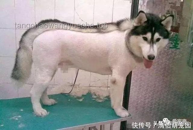 “狗王”長毛爆火：主人創新回應背后的思維啟示??