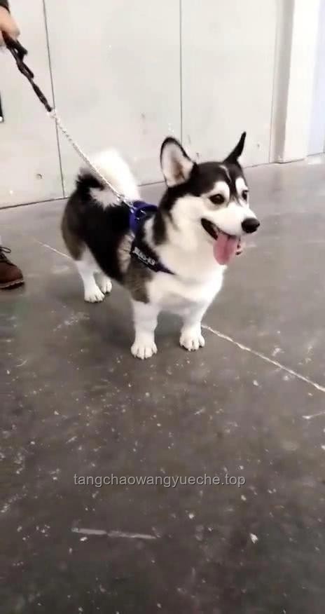 “狗王”長毛爆火：主人創新回應背后的思維啟示??