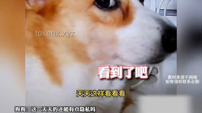 狗狗沖突解決方案：妹子監控發現“常威打來福”，耶耶如何和平相處