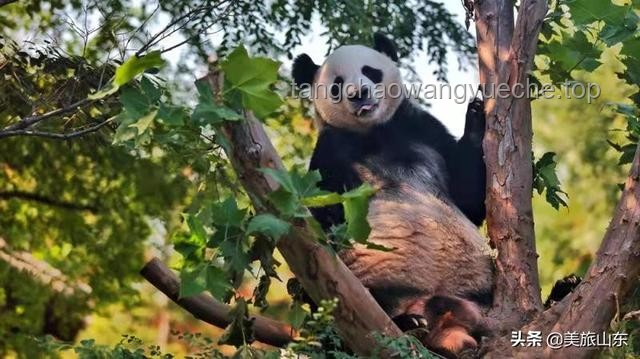泰國景區(qū)安全游玩，避免與野生動物親密接觸慘劇