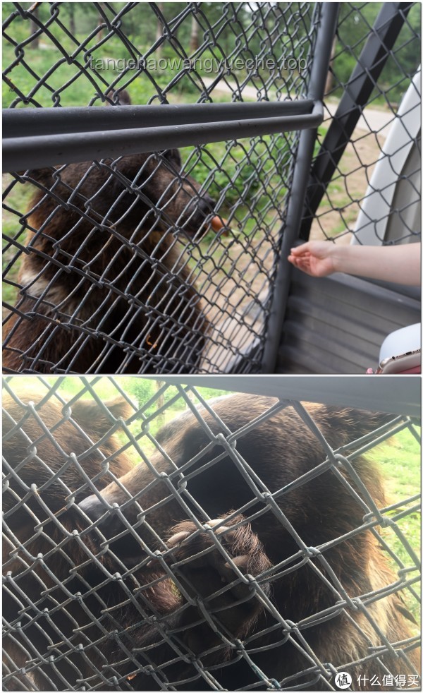 泰國景區(qū)安全游玩，避免與野生動物親密接觸慘劇