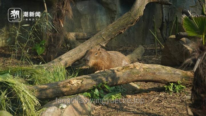 卡皮巴拉出逃與回歸背后的動物園管理新視角