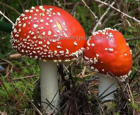 湖南毒蘑菇事件警示：野生蘑菇食用風險與防控趨勢