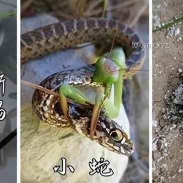 《貓和老鼠》與同類動畫對比：解析其風靡全球之因