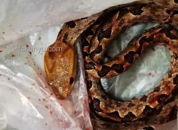 男子被蝮蛇咬傷凸顯全市無適配血清困境