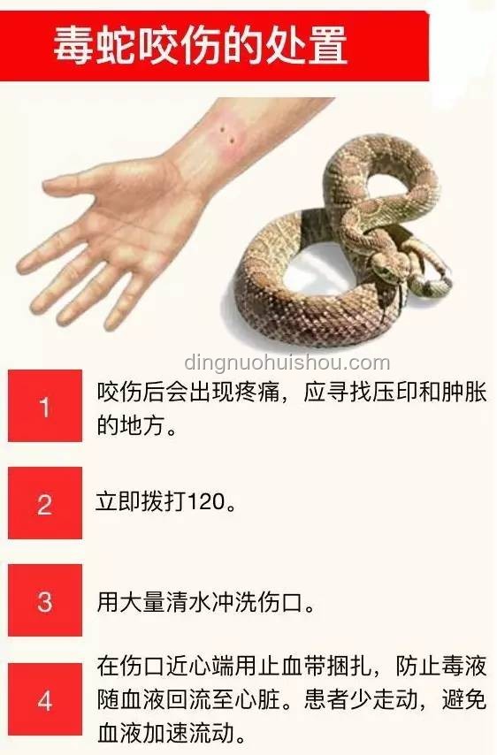 男子被蝮蛇咬傷，全市無適配血清：急救體系短板何在？